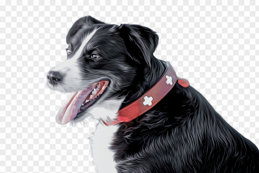 Drawing Companion Dog Border Collie PNG