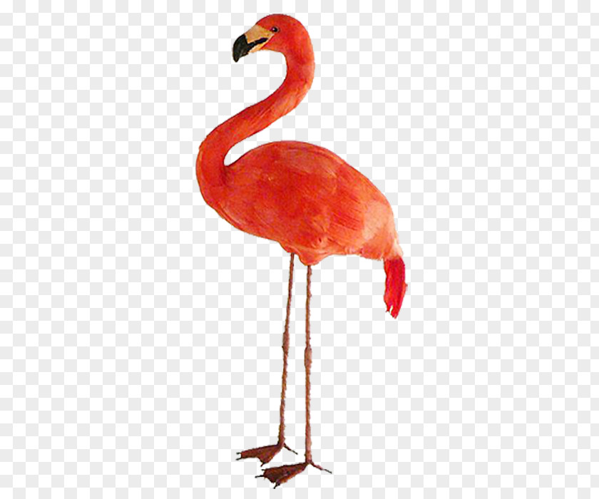 Ostrich Bird Common Greater Flamingo Beak PNG