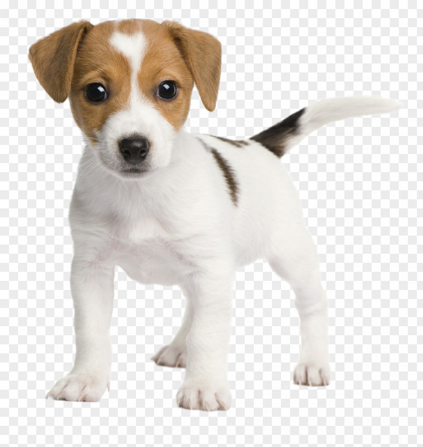 Puppy Jack Russell Terrier Parson Goldendoodle PNG