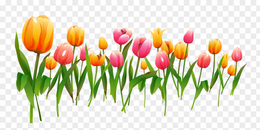 Tulip Flower Computer File PNG