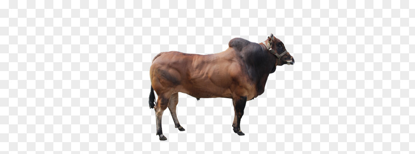 Bull Zebu Madura Cattle Calf Beef Manding PNG