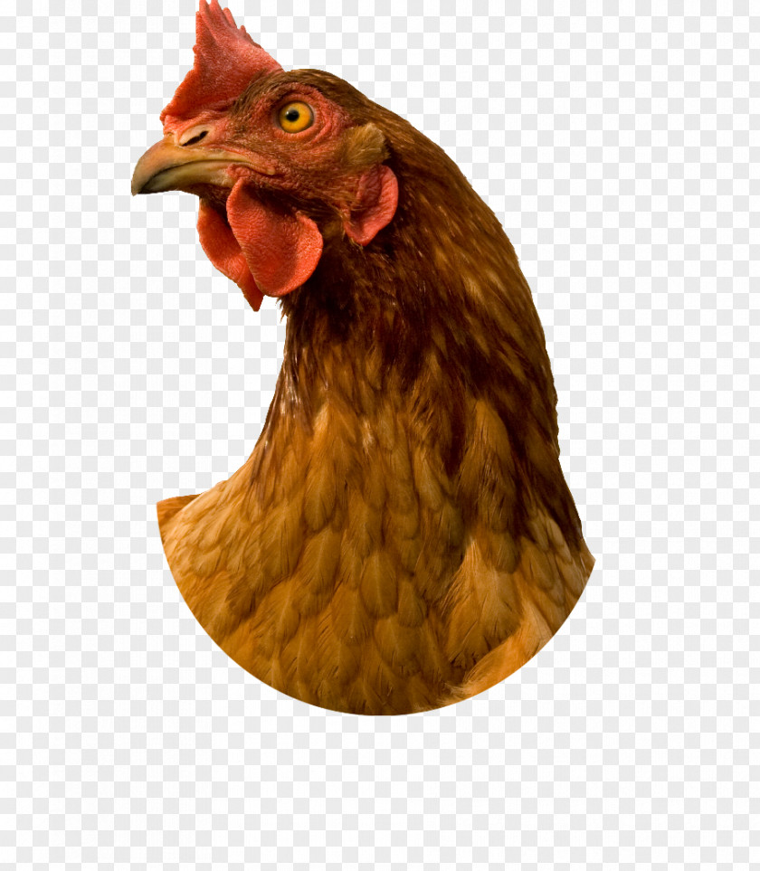 Chicken Coop Stock Photography Rooster PNG