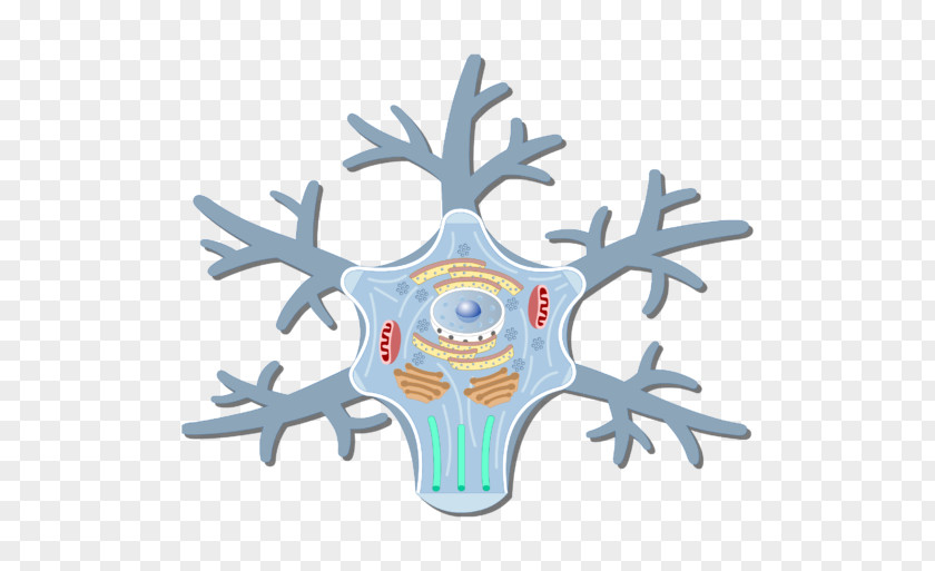Body Cell Soma Neuron Golgi Apparatus Axon PNG