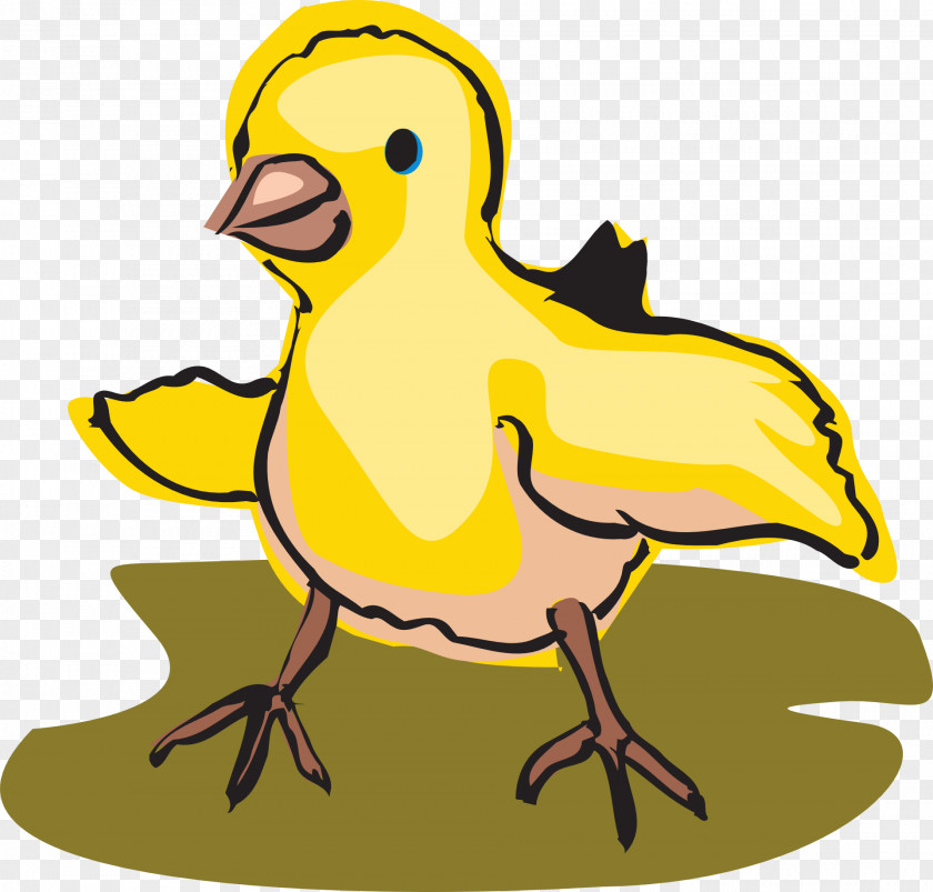 Chicken Drawing Clip Art PNG