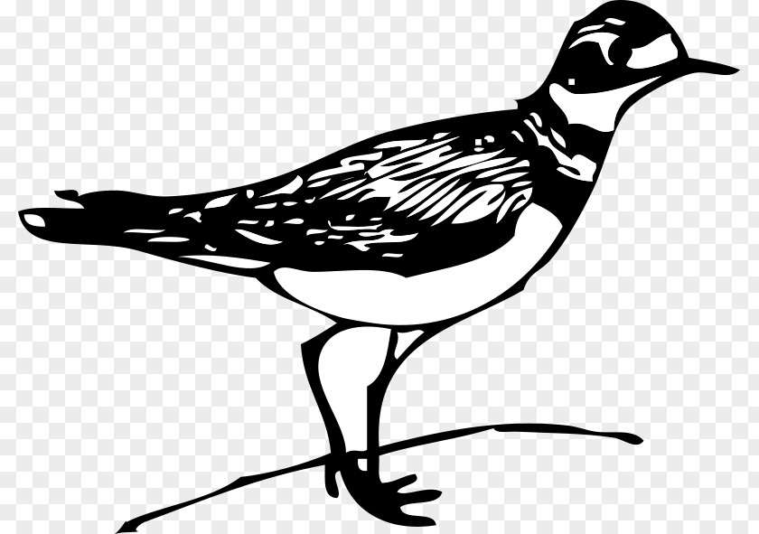 Empty Nest Old Man Gulls Bird Finch Clip Art PNG