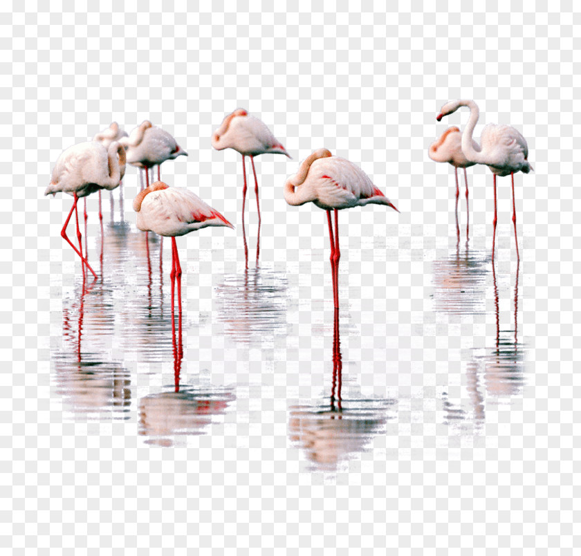 Flamingo Bird Greater Heron Lake Urmia PNG