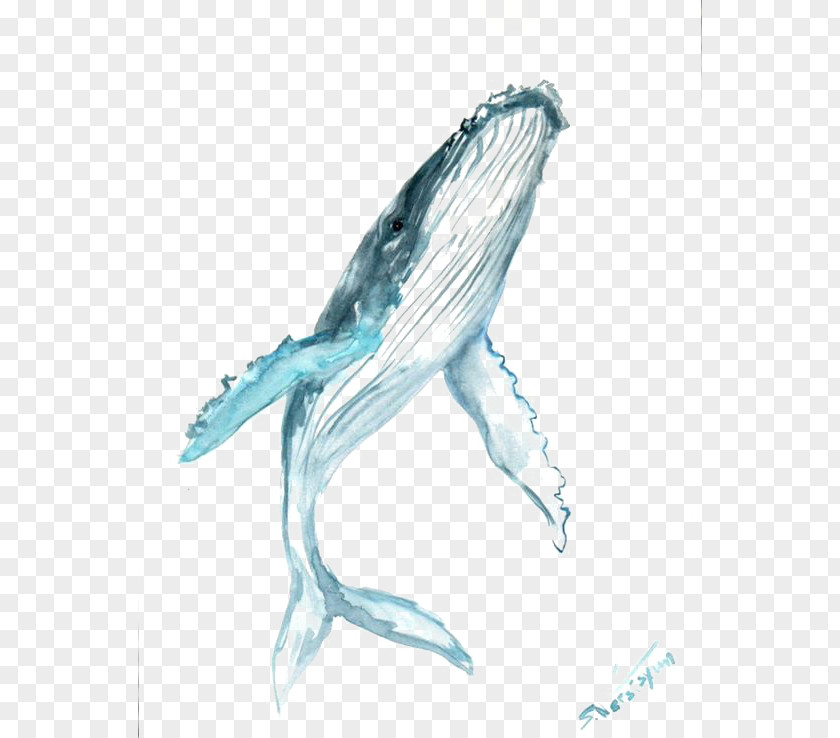 Blue Whale Humpback Drawing Watercolor Painting Clip Art PNG
