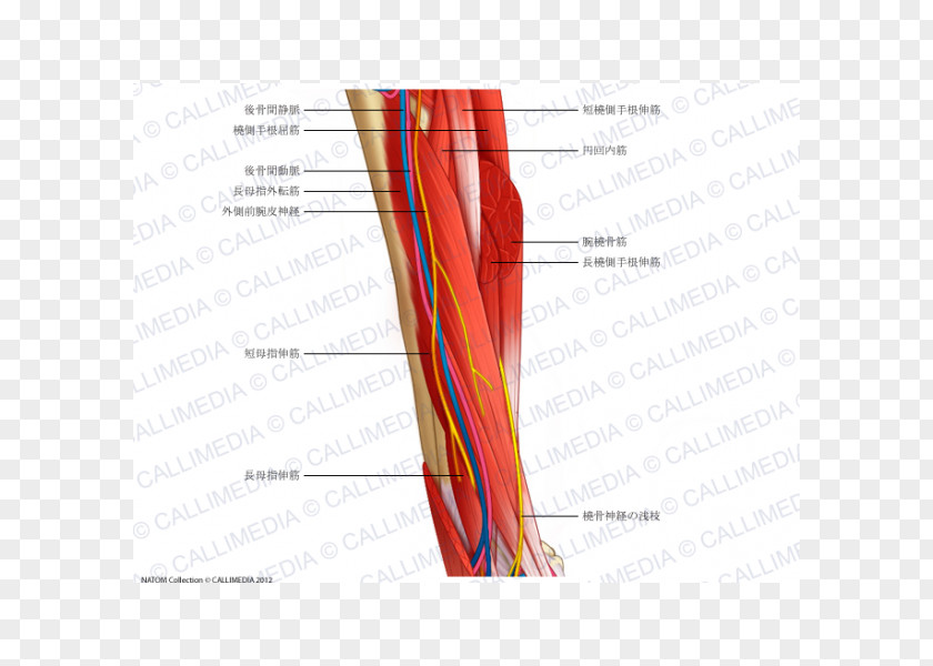 Design Nerve Blood Vessel Muscle PNG