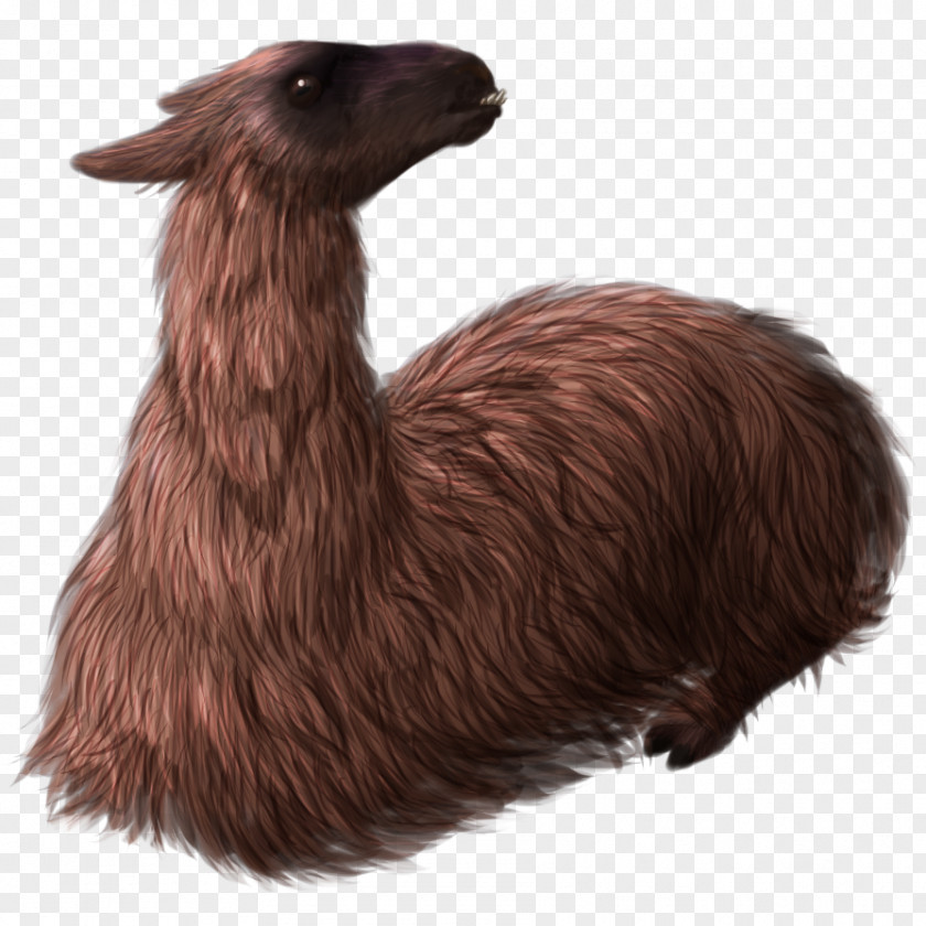 Llama Drawing Fur Terrestrial Animal Snout PNG