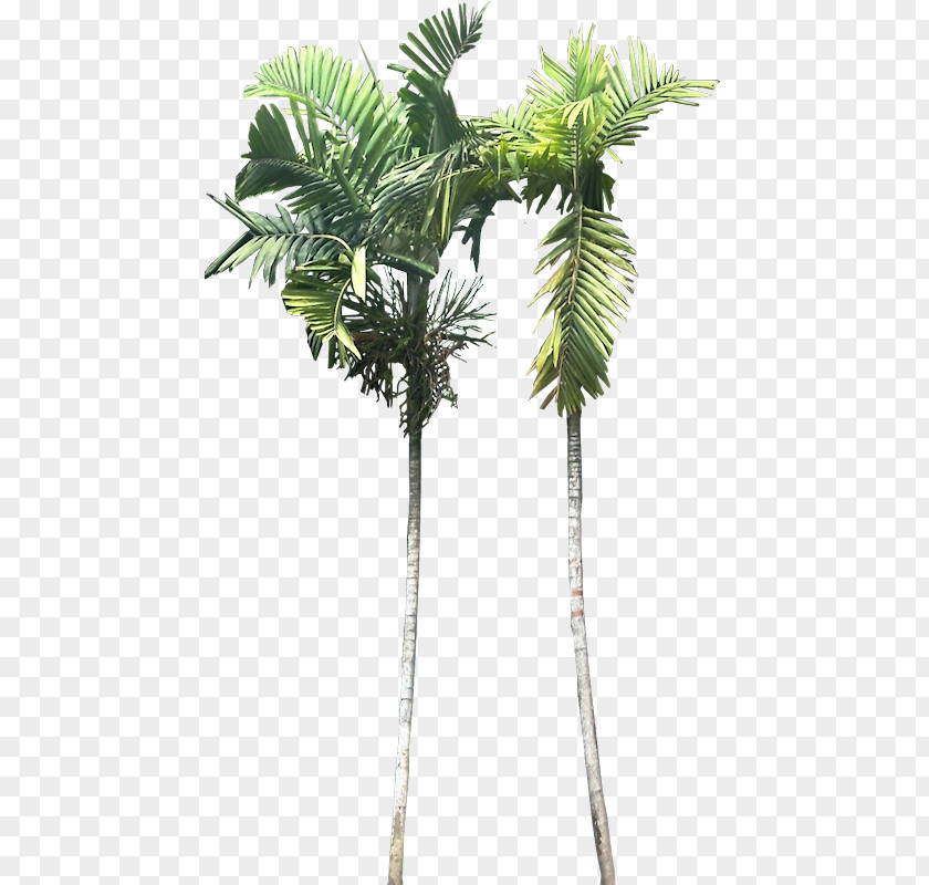 Plant Asian Palmyra Palm Ptychosperma Macarthurii Babassu Areca PNG
