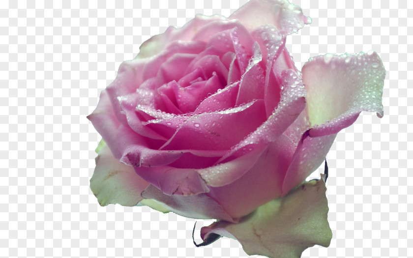 Rose Garden Roses Pink Desktop Wallpaper Metaphor Flower PNG