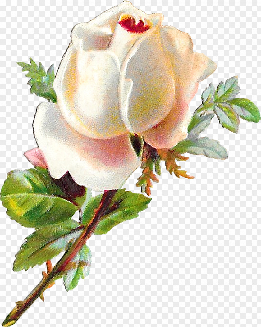Watercolor Paint Hybrid Tea Rose Garden Roses PNG
