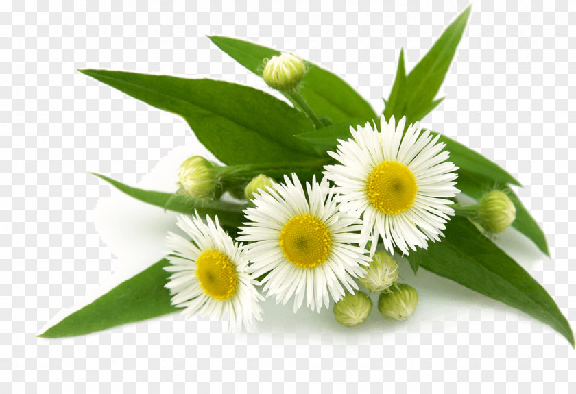 Camomile Tea German Chamomile Anthemis Cotula Roman PNG