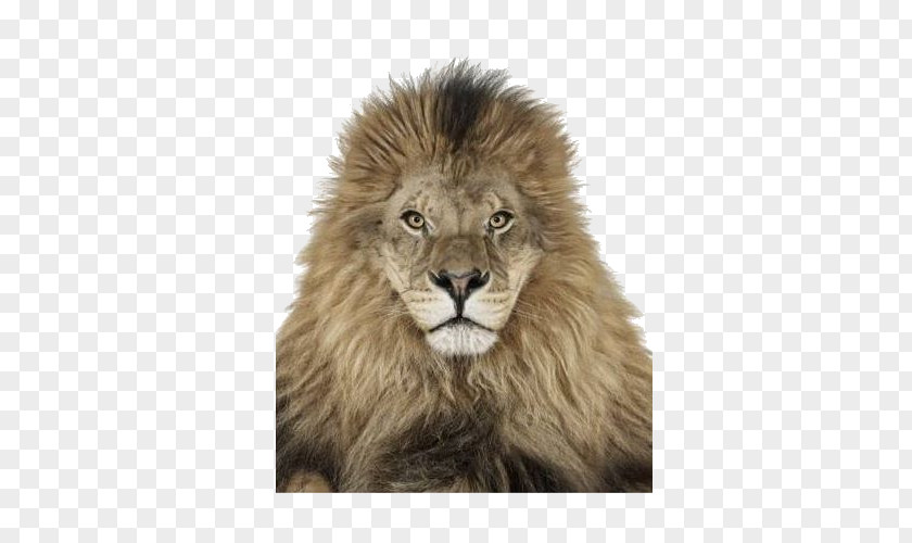 Lion Creature ABC Creature: 4 Floor Puzzles On This Earth Photographer PNG