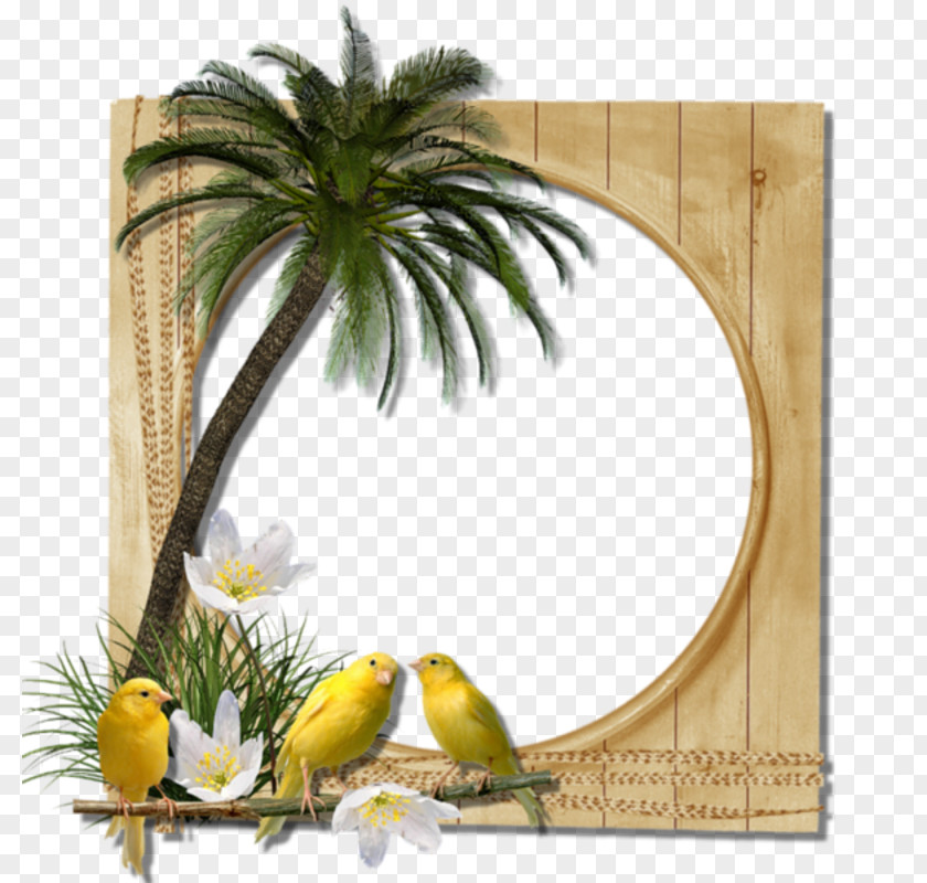Palm Border Picture Frames Photography Clip Art PNG