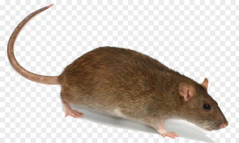 Rat Transparent Image Brown Rodent Mouse Trapping PNG