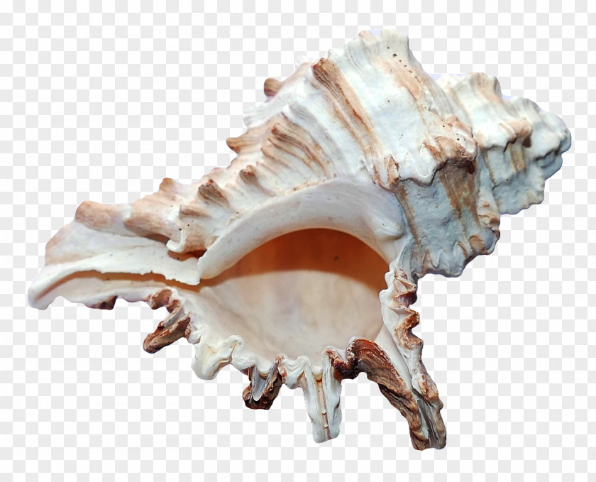 Sea Ocean Shell Seashell Mollusc Beach PNG