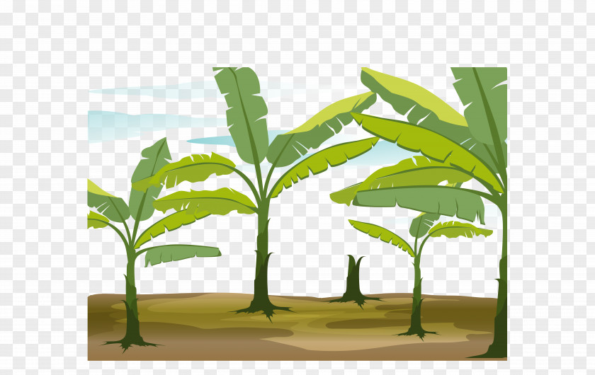 Vector Banana Forest Leaf Tree Illustration PNG