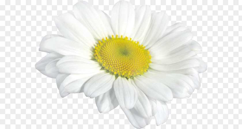 Chrysanthemum Oxeye Daisy Roman Chamomile PNG