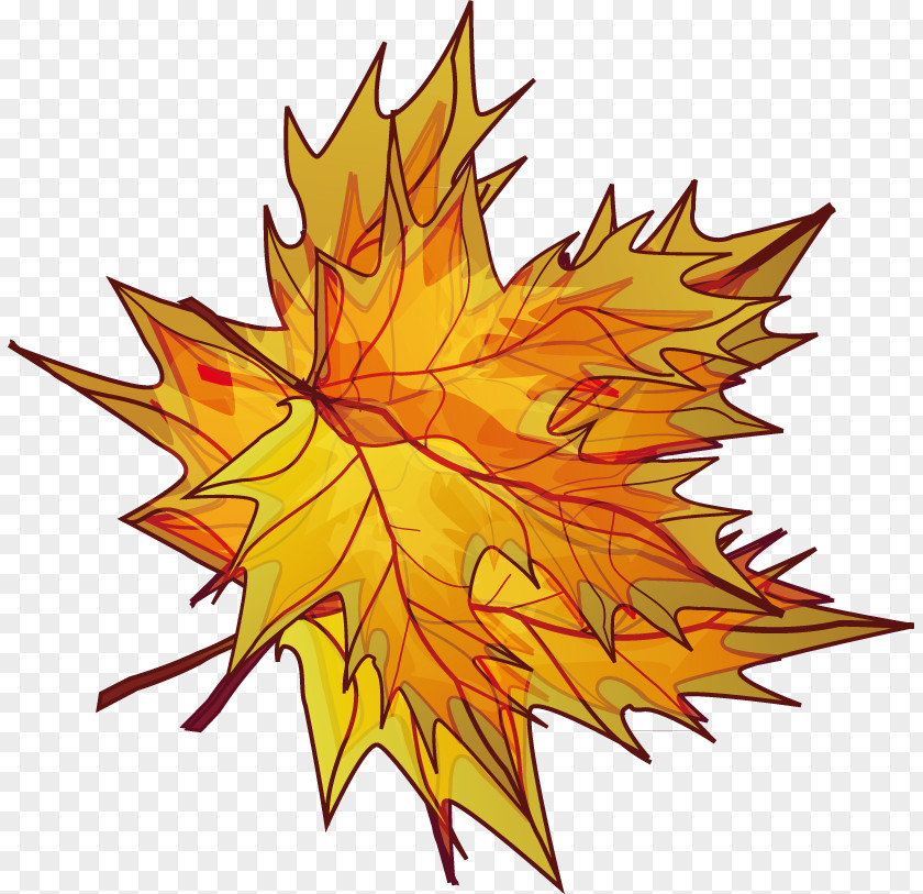 Maple Leaf Illustration PNG