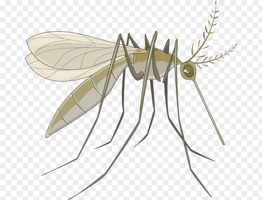 Mosquito Marsh Mosquitoes Servier Pterygota Human Louse PNG