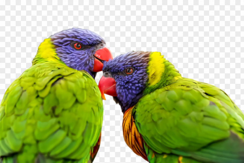 Perico Wildlife Colorful Background PNG