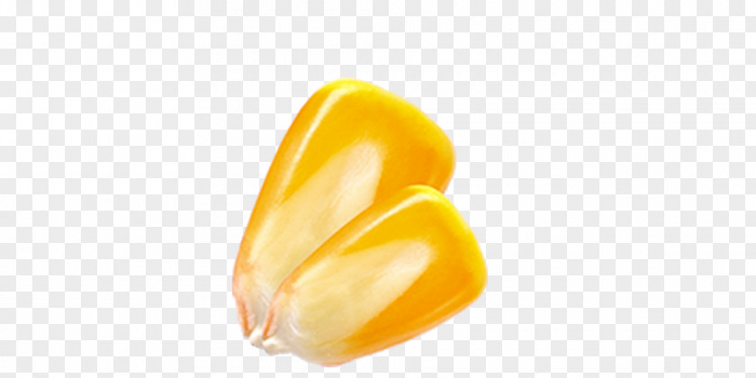 Corn Kernels Yellow Orange Wallpaper PNG