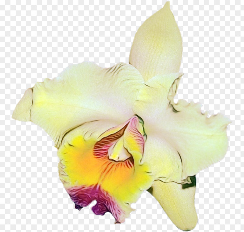 Cut Flowers Gladiolus Moth Orchids Flower Petal PNG