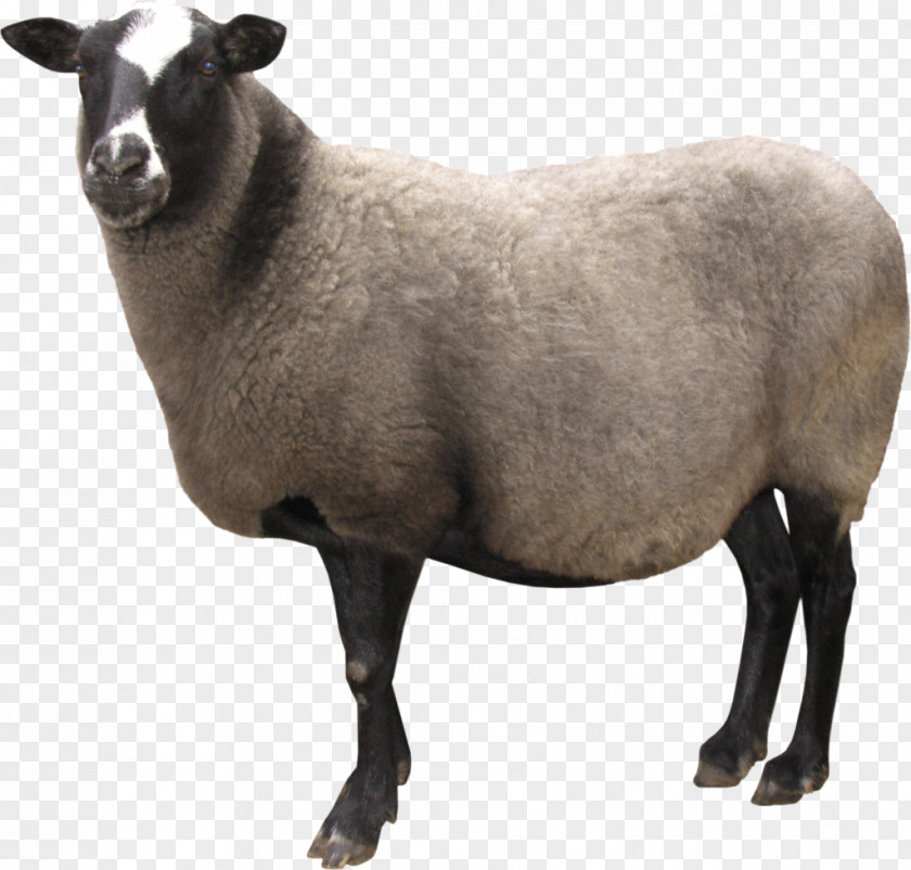 Goat Sheep Desktop Wallpaper Clip Art PNG