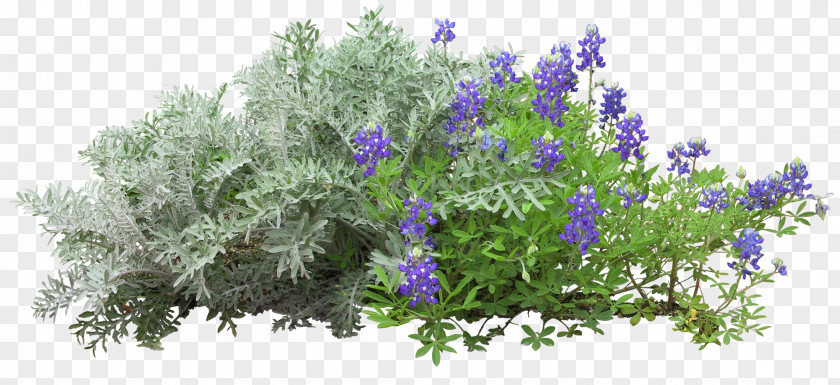 Lilac Flower Garden PNG