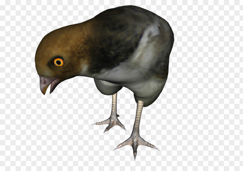 Misc Beak Galliformes Fauna PNG