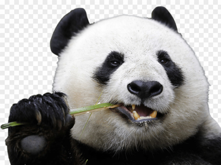 Panda Chengdu Research Base Of Giant Breeding San Diego Zoo Bear PNG
