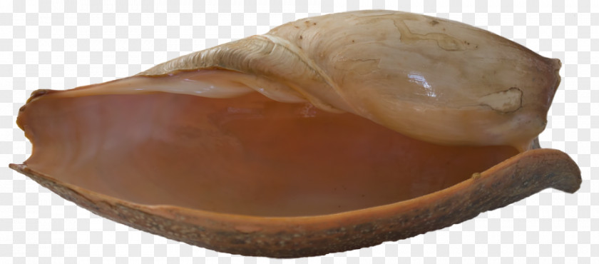 Sea Shells Seashell Clam Bivalvia Mollusc Shell PNG