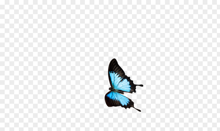 Blue Butterfly Diagram Download PNG