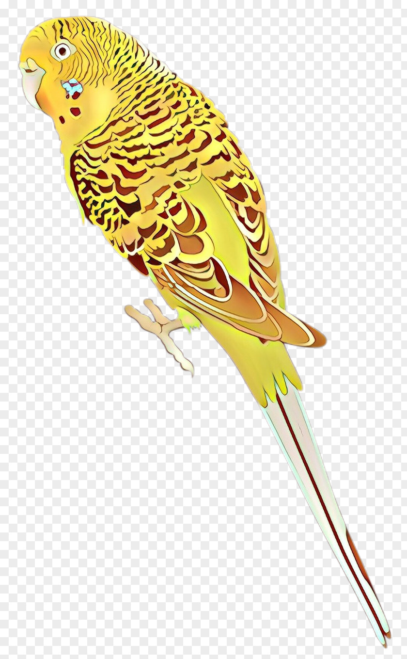 Budgerigar Parrot Lovebird Parakeet PNG