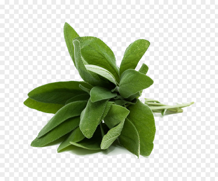 French Fries Common Sage Herb Food Basil PNG
