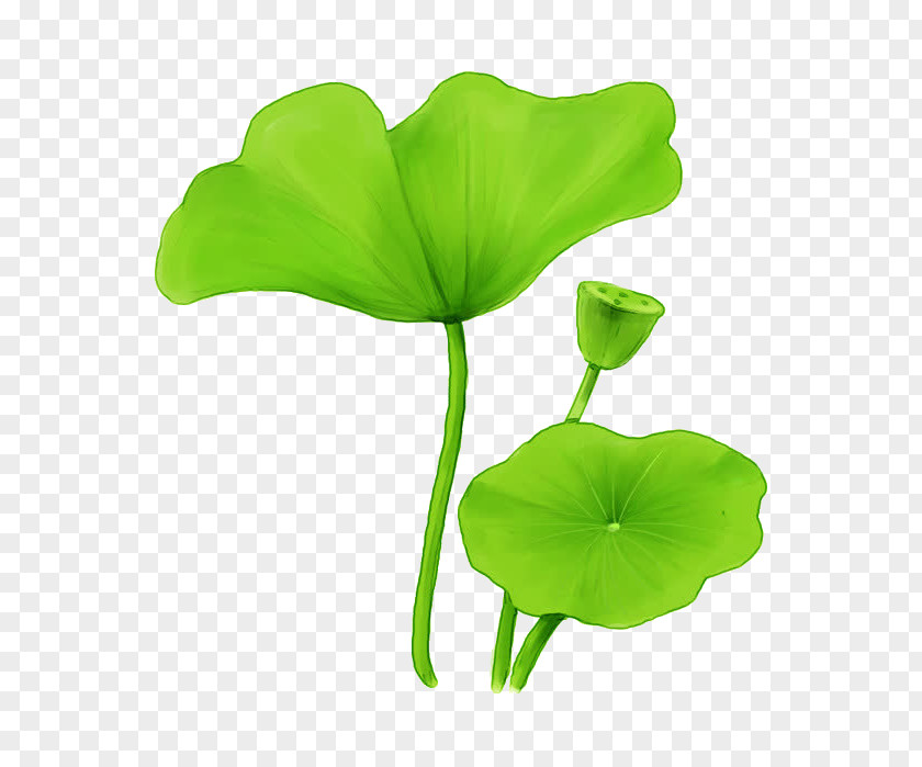 Green Plant Leaf Sacred Lotus Design Effect PNG