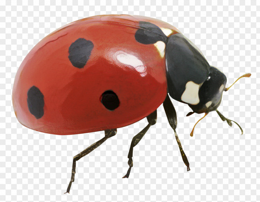 Learning Insects. Practice Test Sound Ladybugs Ladybird Beetle Mosquito Insects PNG