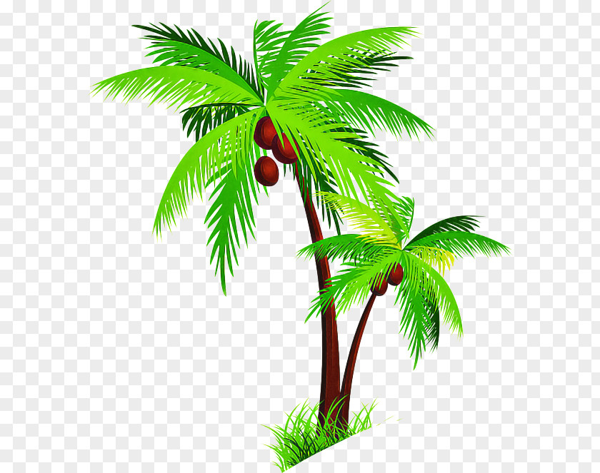 Plant Stem Flowering Palm Tree PNG
