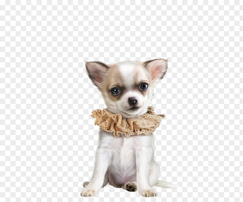 Puppy Chihuahua Clip Art Border Collie PNG