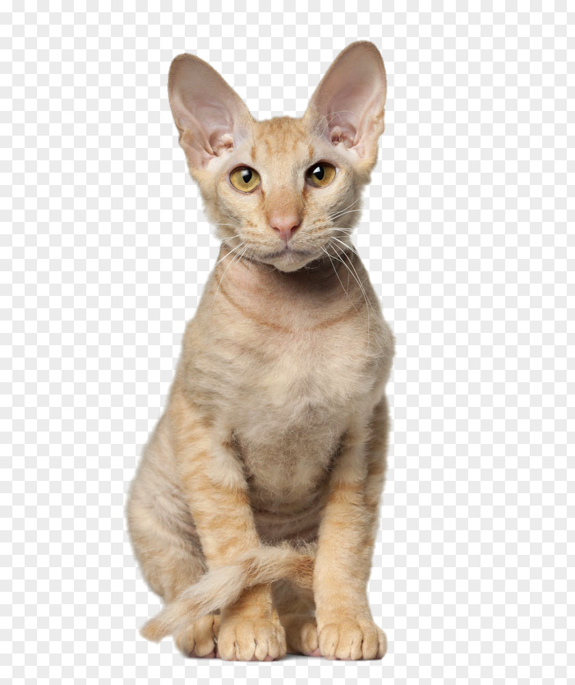 Squatting Cat British Shorthair Sphynx Oriental American Maine Coon PNG