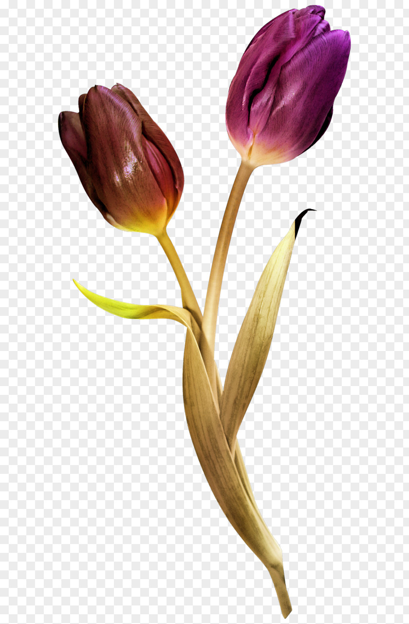 Suitcase Vintage Tulip Cut Flowers Blume PNG
