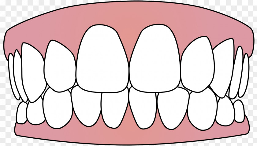 Teeth Human Tooth Clip Art PNG