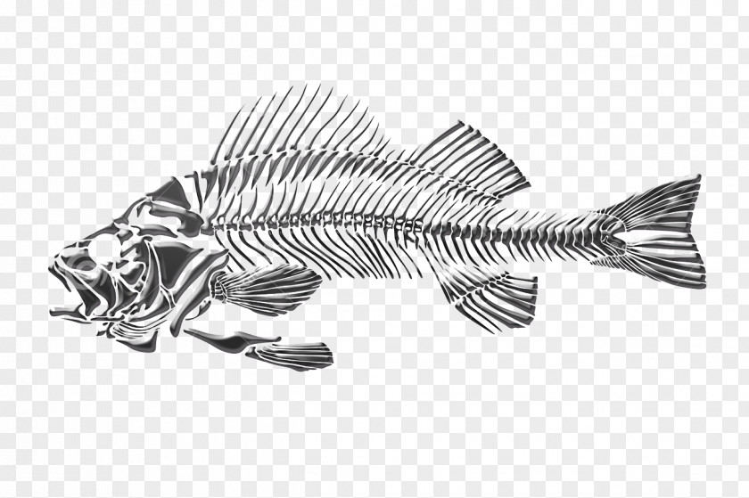 Dead Fish Drawing Skeleton PNG