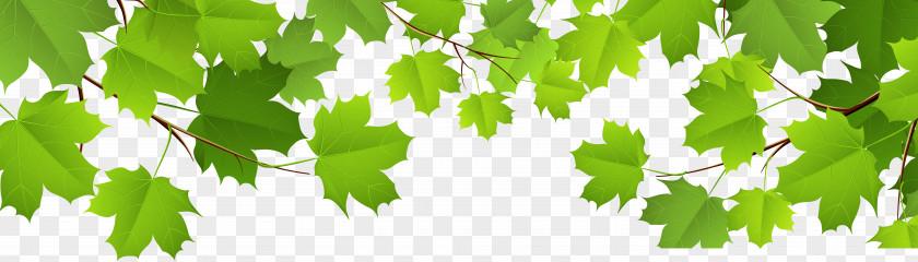 Decorative Leaves Transparent Clip Art Image Leaf PNG