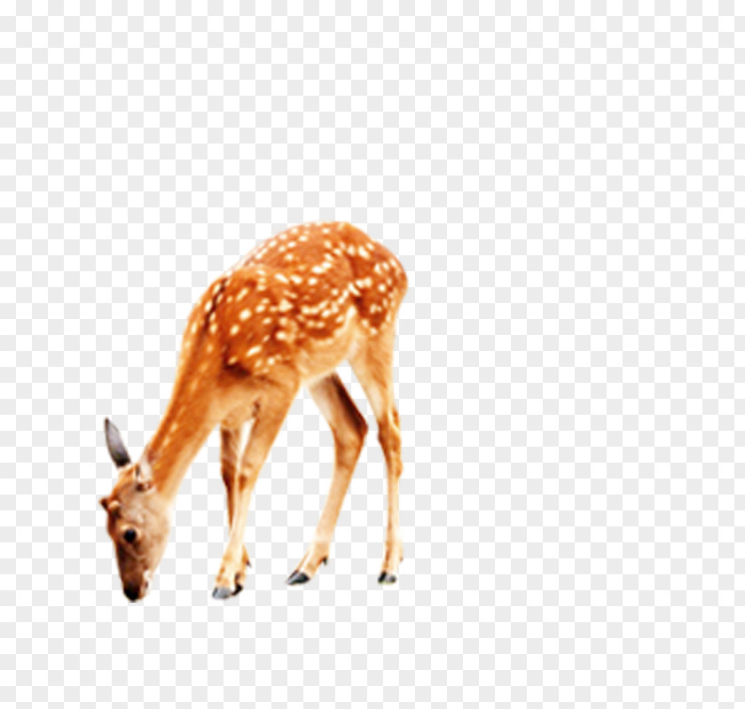 Deer Giraffe Computer File PNG