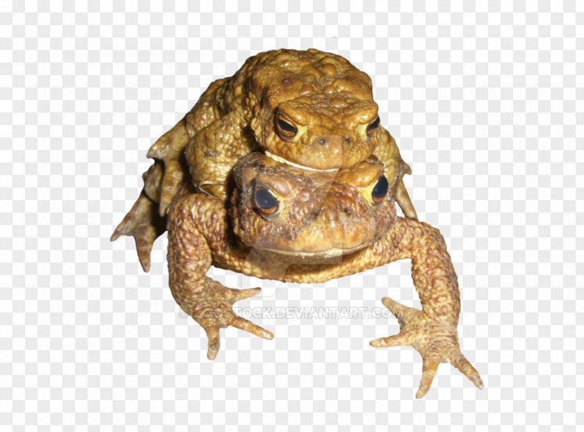 Frog Amphibians American Bullfrog Toad Terrestrial Animal PNG