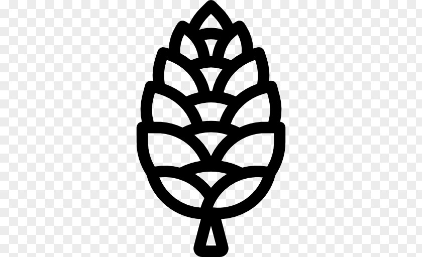 Pine Vector Conifer Cone PNG