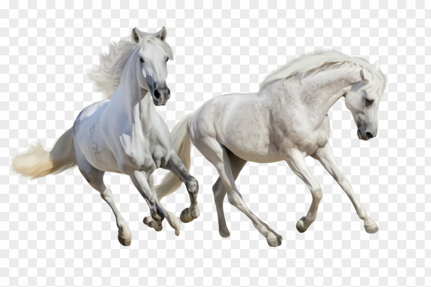 Statue Foal Horse Animal Figure Stallion Figurine Toy PNG