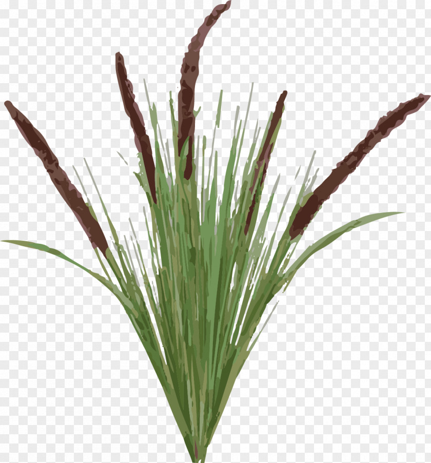 Tail Typha Latifolia Plant Grasses PNG